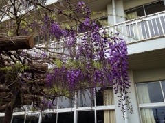 20140422-161558.jpg