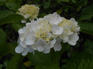 DSCN9011