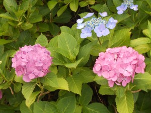 DSCN9012