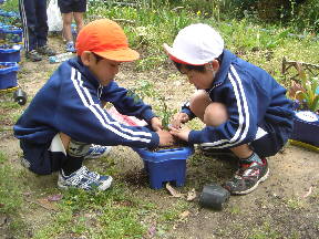 担任の先生の苗を協力して植える子どもたち