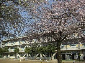 新館校舎と満開の桜\