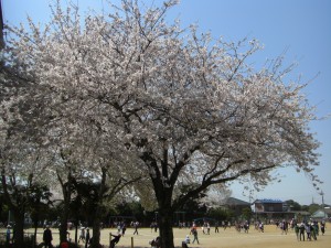 満開の桜の下元気よく遊ぶ子どもたち