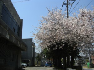 国道５１号線沿いの桜\