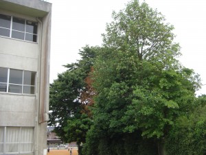 新館校舎西側の木です（一番高い木）\\