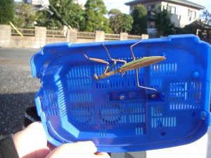 虫かごの中には大きなカマキリがいました！\