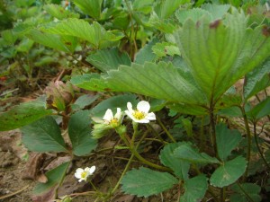 苺の花が咲いています(7:55)