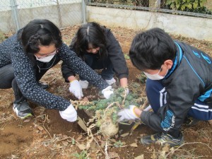 予想以上の大きい桜島大根が出現！\\