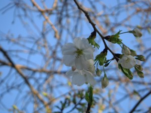 校庭の桜が咲き始めました。(6:10)