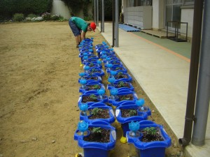 移植の終わったミニトマトの鉢をきちんと並べる男子児童(10:10)