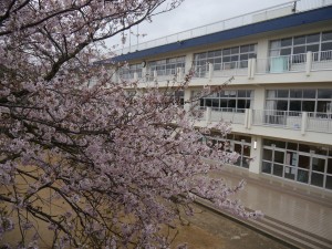 今日の桜の木