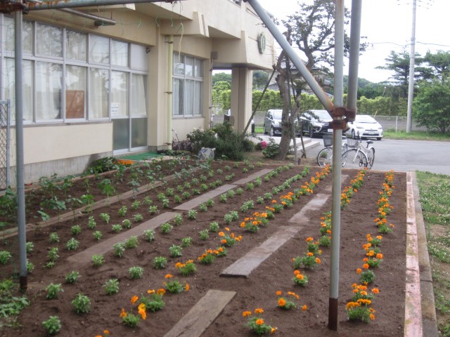 学校花壇 鹿嶋市立高松小学校