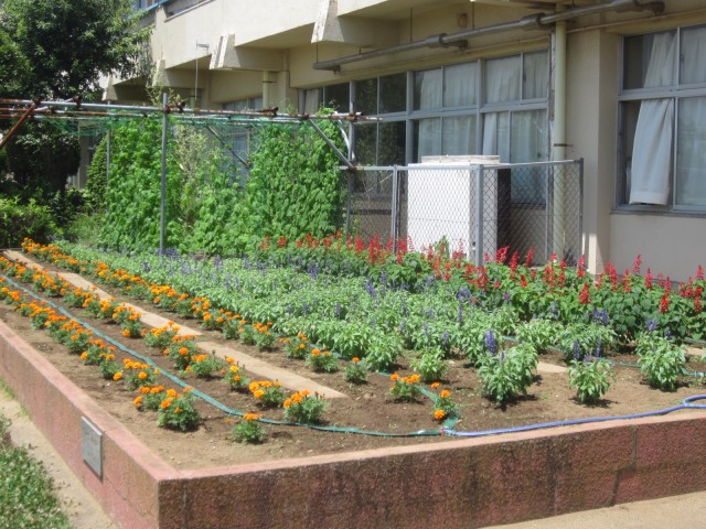 学校花壇 鹿嶋市立高松小学校